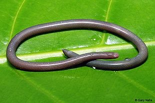 Indotyphlops braminus - Wikipedia