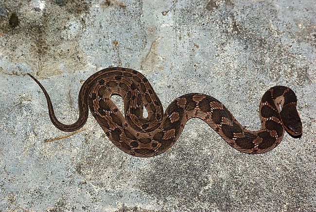 Microcyphus Rousseaui 希少金色 ウニ 殻