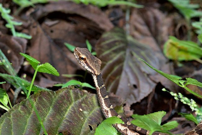 Snakes of Taiwan: Pseudagkistrodon rudis rudis - False Viper Snakes of Taiwan: Pseudagkistrodon rudis rudis - False Viper